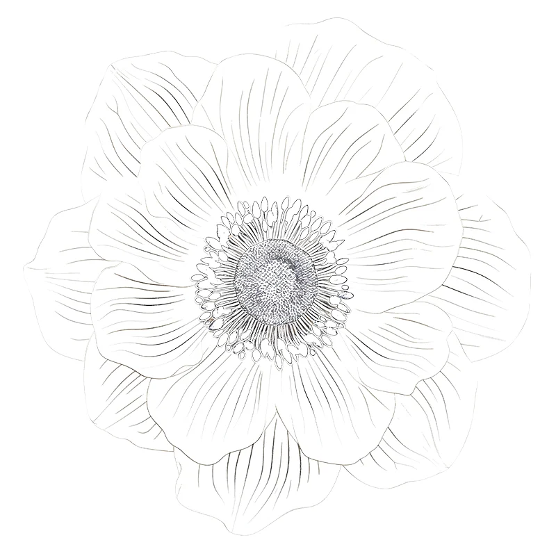 The same anemone as a soft line-art coloring page.